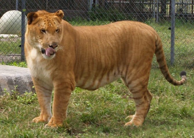 pumpkin-pie-cheesecake-liger