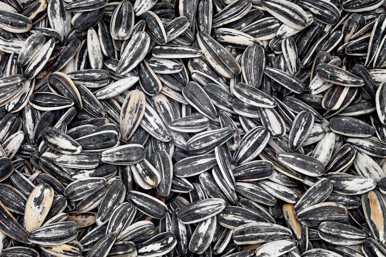 Are Sunflower Seeds Keto Friendly? - KetoConnect